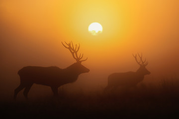 Fototapeta na wymiar Silhouette of Red deer stags at sunrise