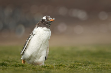 Close up of a molting Gentoo penguin chick