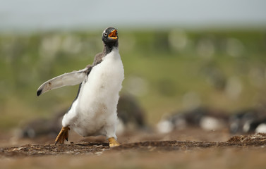 Close up of running Gentoo penguin chick