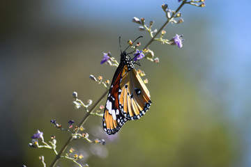 Butterfly on Wildflower outdoor, wildlife insect Monarch macro photography