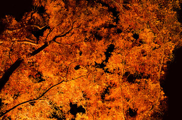 紅葉ライトアップ