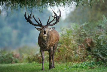 Naklejka na ściany i meble Red deer roaring during rutting season in autumn
