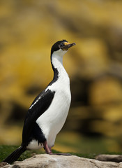 Close-up of an Imperial shag perched on a rock against yellow background