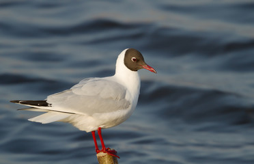 Close up of a Black-headed gull perched on a post