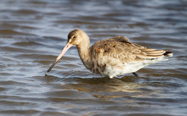 Close up of a Black-tailed godwit in water