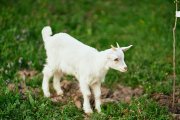 Naklejka na ściany i meble white goat on a meadow