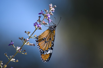 Beautiful butterfly on purple pink flower close up nature, background insect animal wallpaper 