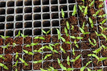 seedlings of paprika germinating, seedlings in germination trays