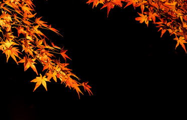紅葉ライトアップ