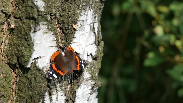  The hornet banishes a butterfly from a birch.