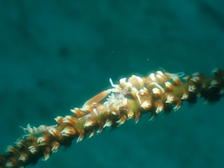 ソフトコーラルと擬態するエビをマクロ撮影