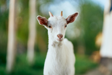 Fototapeta premium white goat on the meadow