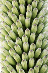 agave_victoriae-reginae
