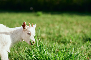 Fototapeta premium goat on green grass