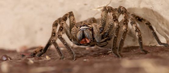 Rain Spider