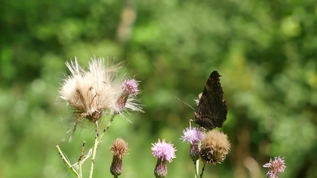  Wasp and butterfly.