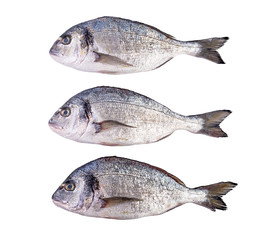 Raw fresh dorado fish isolated on white background. Gilt-head bream