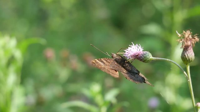  Wounded butterfly on flower.