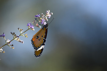 Monarch Butterfly on Wildflower in park outdoor, nature flora plant, insect wild animal wallpaper background