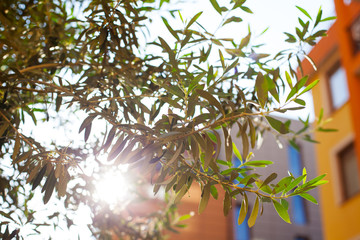 Olive tree branches in the sunlight. Summer outdoor background.