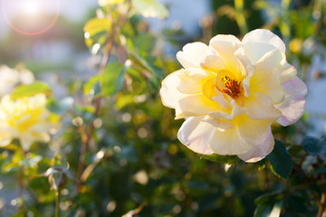 Obraz premium White rose in the sunlight. Summer outdoor background. Close up.
