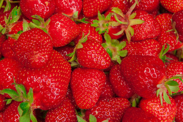 Close up of fresh ripe strawberry fruits