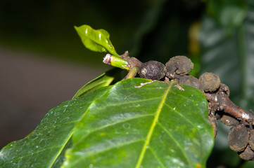 black ripe berries at twig of a coffee tree