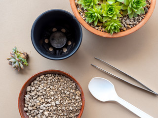 Flat lay of Succulent plant and gardening equipments