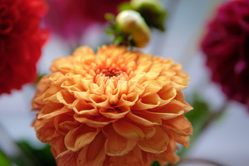 Orange flower head in soft light, surrounded by red flowers.
