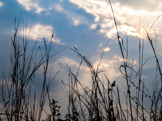 Obraz premium Silhouette blade of grass and the vivid color of light of the evening sky
