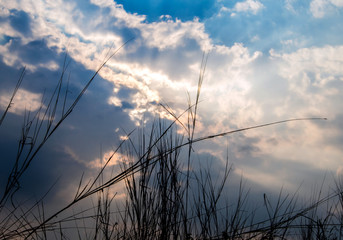 Silhouette blade of grass and the vivid color of light of the evening sky