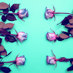 Violet Roses on a blue background minimal flat lay art