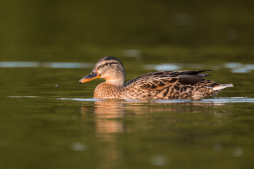 Duck