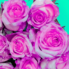 Pink roses background. Flowers lover concept