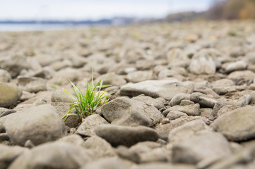 A tuft of grass between stones in the riverbed.