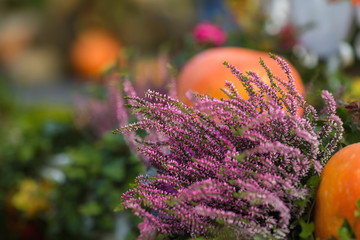Pumpkins. Autumn Festival in the city. Moscow, September 2018
