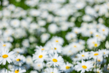 Obraz premium Chamomile flower field. Camomile in the nature. Field of camomiles at sunny day at nature. Camomile daisy flowers in spring day. Chamomile flowers field wide background in sun light