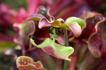 Naklejka na ściany i meble Sydney Australia, Sarracenia or pitcher plant flower