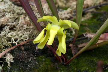 Sydney Australia, yellow petals of a  pitcher plant or trumpet pitcher flower in garden