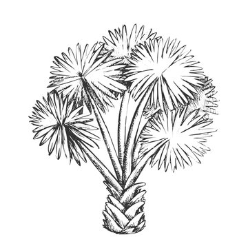 Palm Leaf Tree Texas Palmetto Monochrome Vector. Hot Temperature Climate Little Species Of Palm. Wild Nature Botanical Plant Concept Template Designed In Vintage Style Black And White Illustration