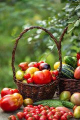  Fresh crop of vegetables in baskets on a table in the garden