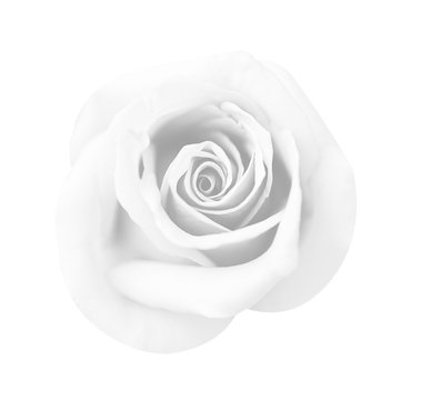 White gray rose isolated on white background, soft focus and clipping path.