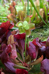 Sydney Australia, Sarracenia or pitcher plant with flower stem in garden