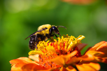 bee on a yellow flower