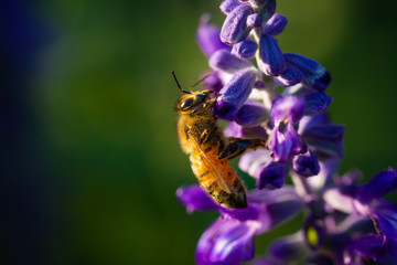 bee on flower