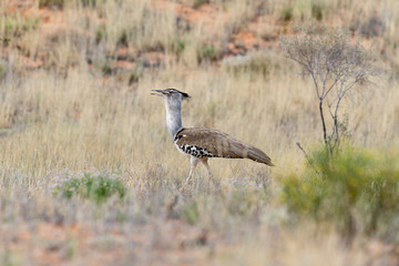 Outarde kori, parades, Ardeotis kori, Kori Bustard, Afrique du Sud