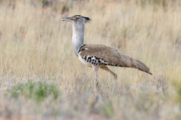 Outarde kori, parades, Ardeotis kori, Kori Bustard, Afrique du Sud