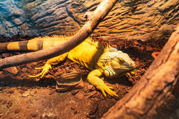Close up photo of a Central American green iguana.