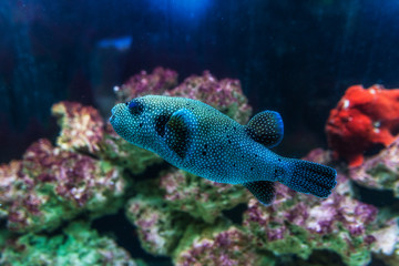 White-spotted puffer (Arothron hispidus). Marine fish.