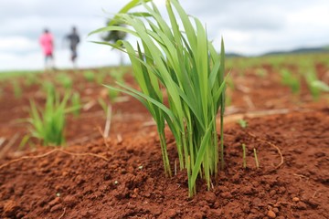 Organic green rice, the source of chlorophyll The organic vegetable garden is clean as a bump food.